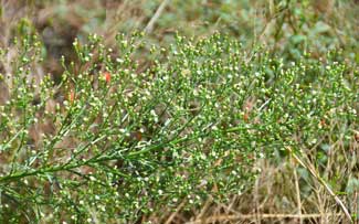 Conyza canadensis, Canadian Horseweed, Southwest Desert Flora Conyza canadensis, Canadian Horseweed, Southwest Desert Flora